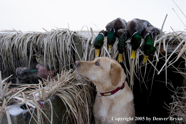 Duck hunter and yellow labrador in blind with bagged mallards on roof. 