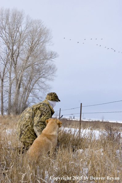 Goose Hunter with yellow labrador kneeled in field with geese flying overhead during the winter.