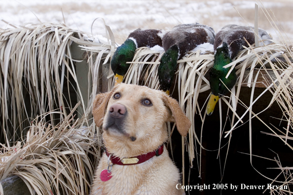 Yellow labrador retriever in blind with bagged mallards on roof looking to sky.