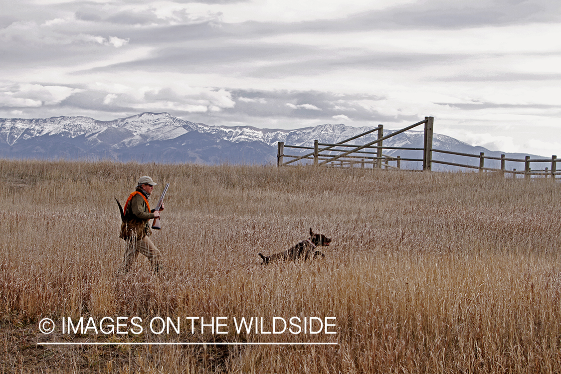 Pheasant hunter in field. 