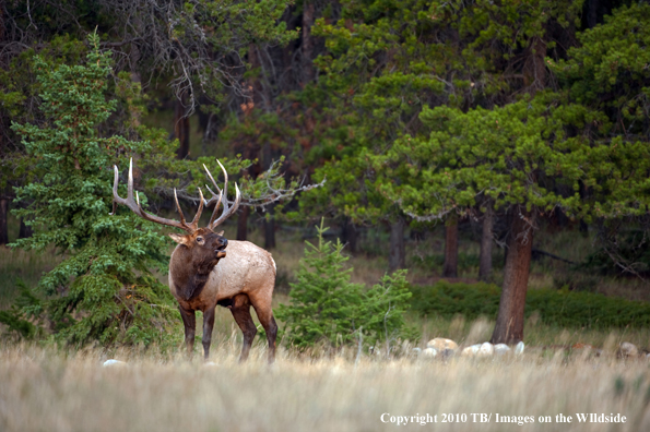 Rocky mountain elk in habitat.