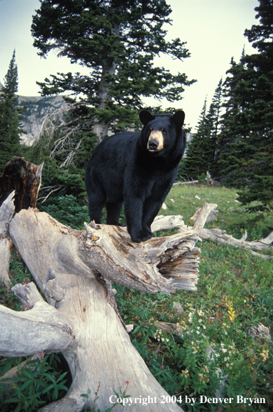 Black Bear on a log.