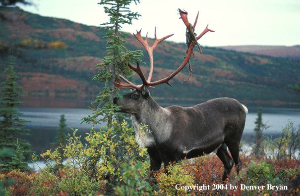 Caribou bull grazing.