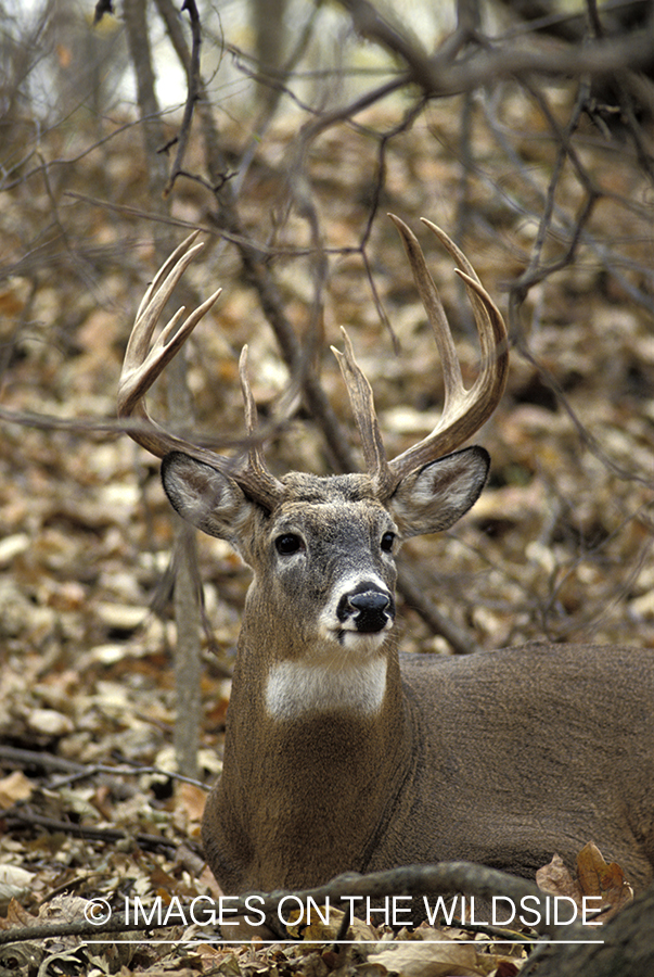 Whitetail deer bedded down.