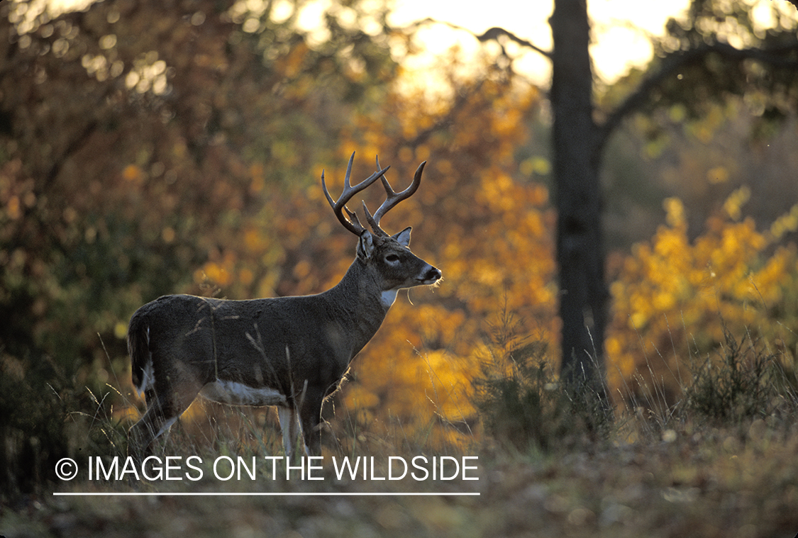 Whitetail deer in habitat.