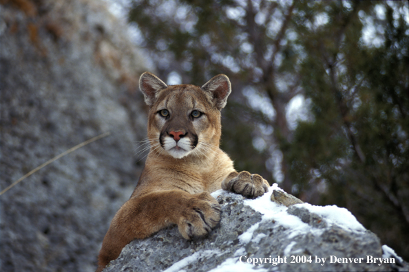 Mountain lion in habitat