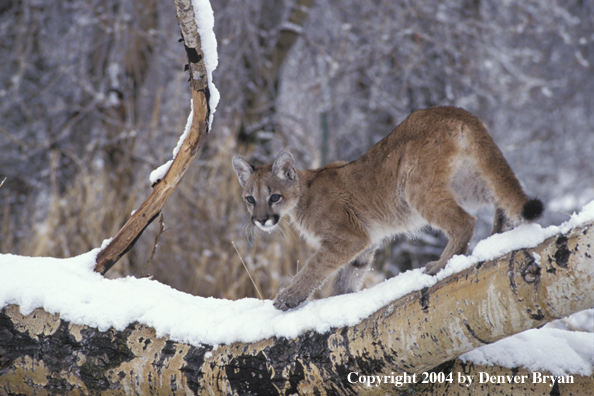 Mountain lion cub in habitat