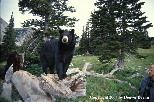 Black Bear on log.