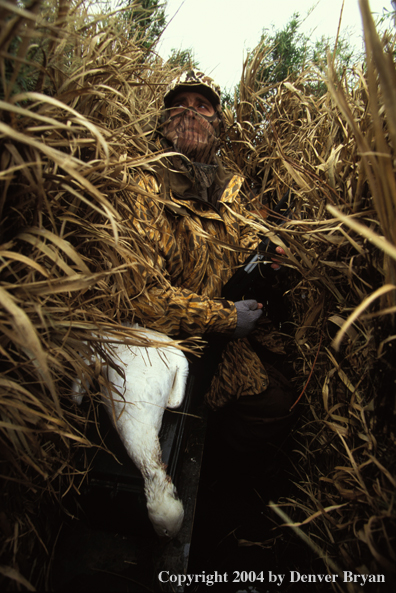 Waterfowl hunter in goose blind.