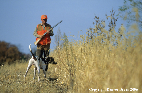 Upland game bird hunter with dog hunting.