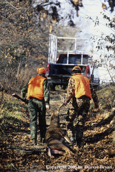 Father and son hunters dragging whitetail deer towards truck.