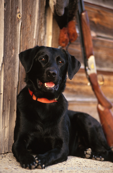 Black Labrador Retriever with shotgun and redhead drakes