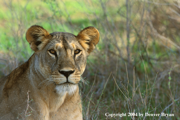 Female African lion in habitat.  Africa