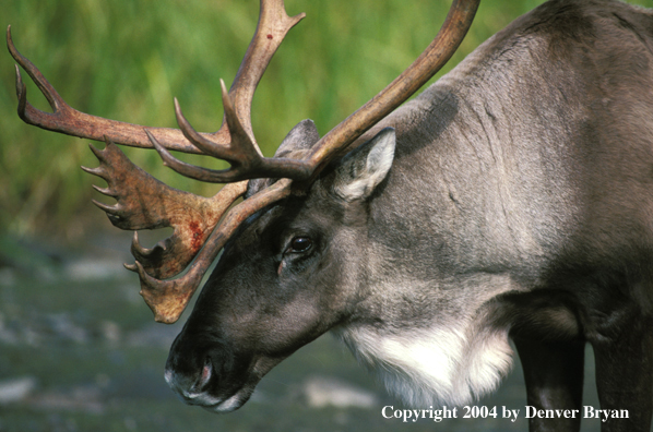 Caribou bull in habitat (close up).