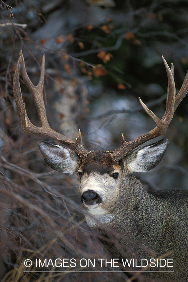 Mule deer in habitat.