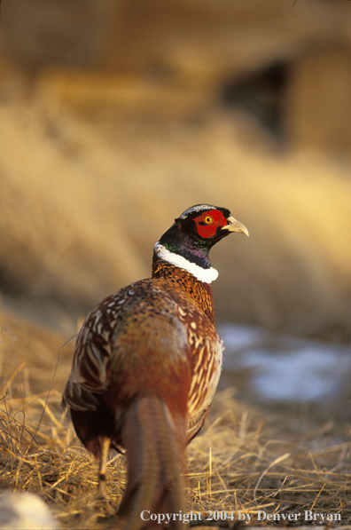 Ring-necked Pheasant in field