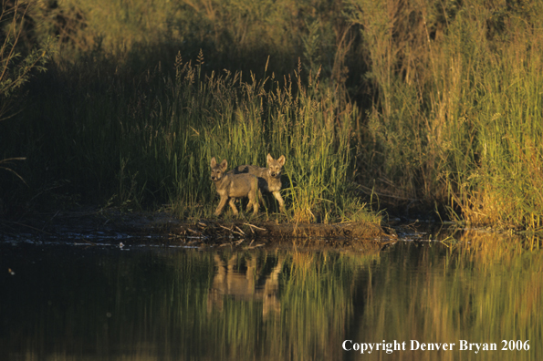 Grey wolf pups at river bank.
