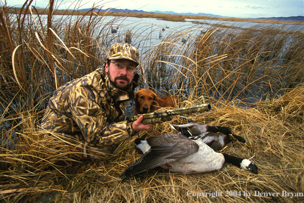 Waterfowl hunter and Golden Retriever with bagged geese and ducks.