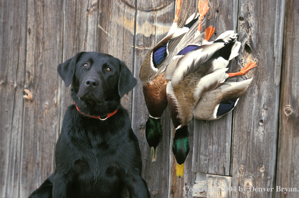 Black Labrador Retriever with mallards