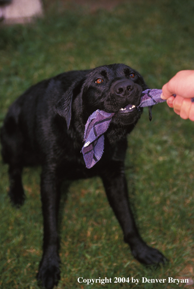 Black Labrador Retriever playing tug o' war