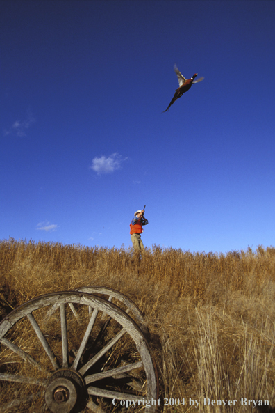 Upland bird hunter with English Springer Spaniel and pheasants.