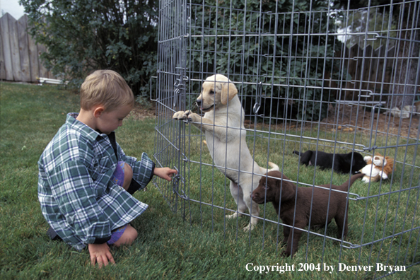 Child with yellow, chocolate, and black Labrador Retriever puppies