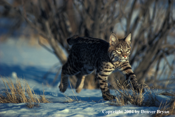 Bobcat in habitat.