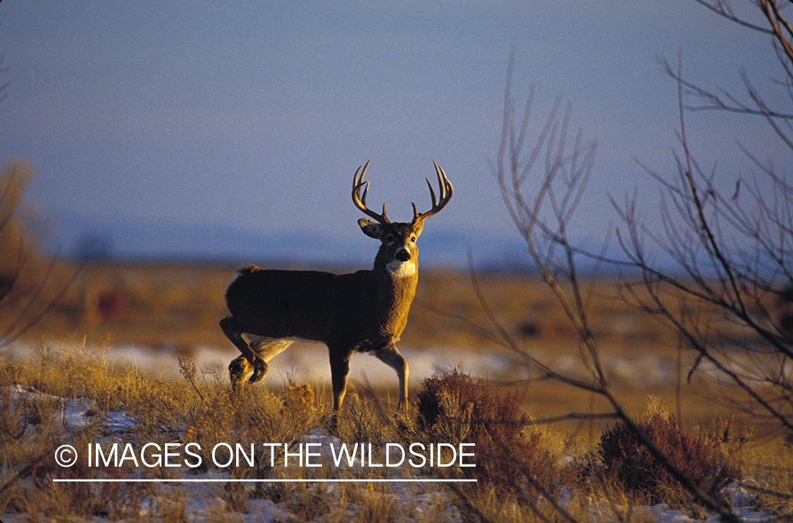 Whitetailed deer in rut