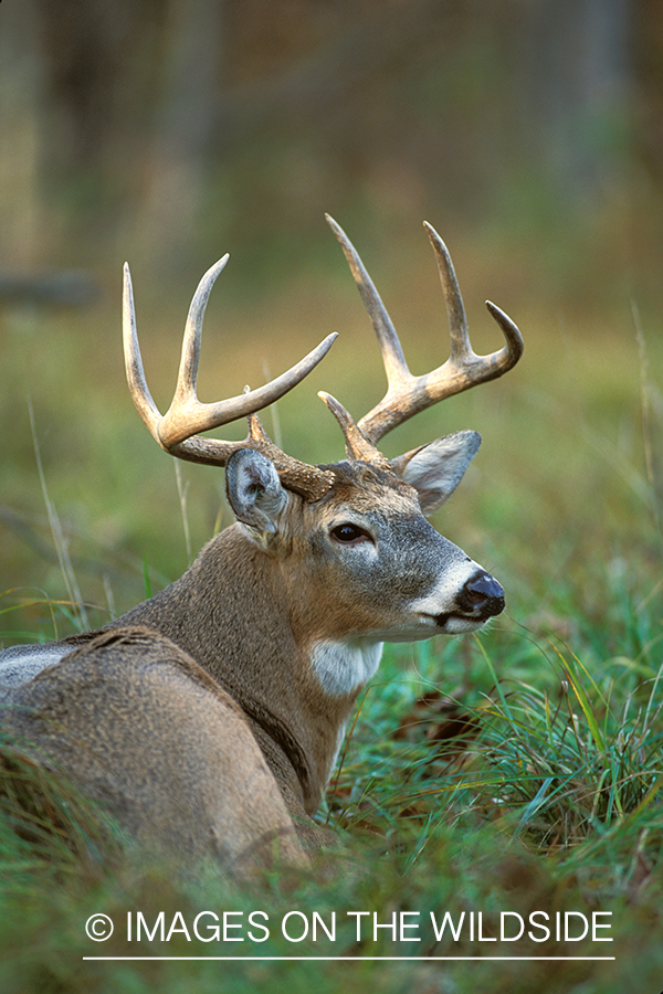 Whitetailed deer bedded down.