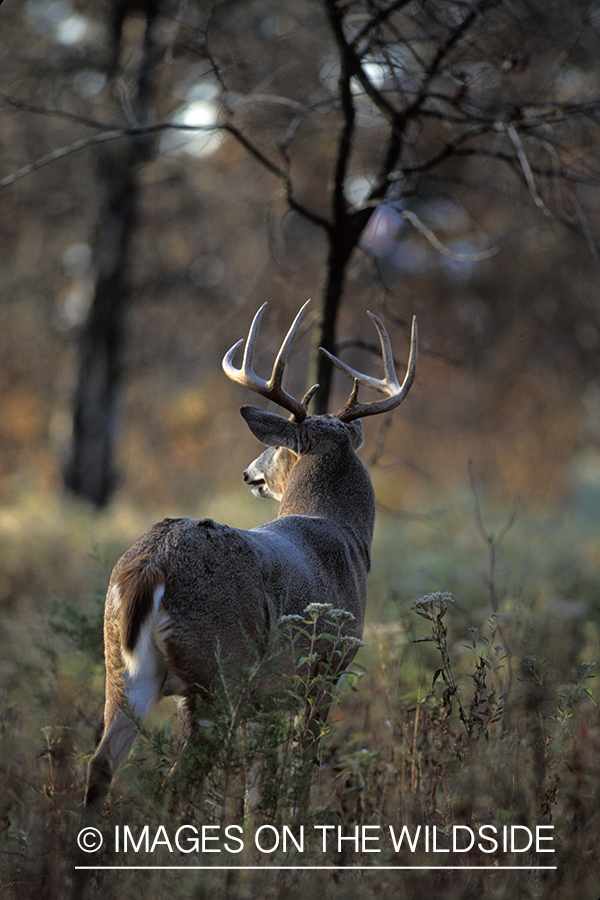 Whitetail deer in habitat.