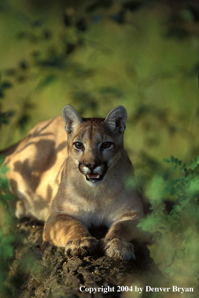 Mountain lion in habitat