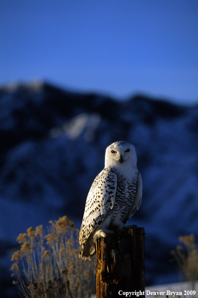 Snowy Owl perched on post