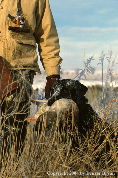 Black Labrador Retriever with mallard and hunter.