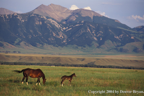 Mare and foal in meadow.