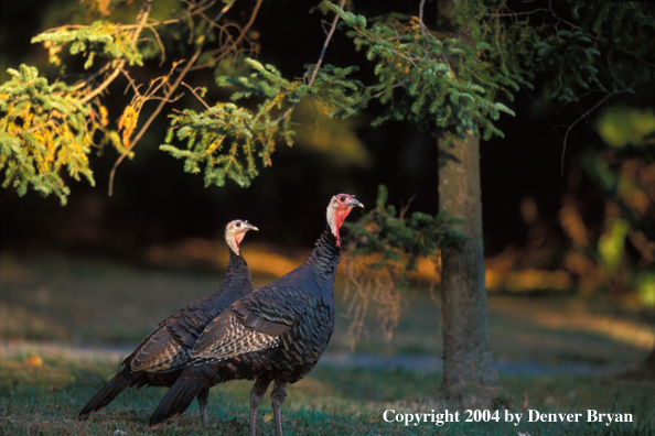 Eastern turkeys.