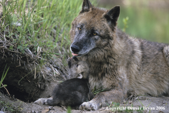 Gray wolf pup with adult wolf.