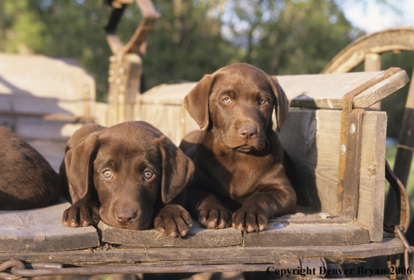 Chocolate labrador puppies lounging.