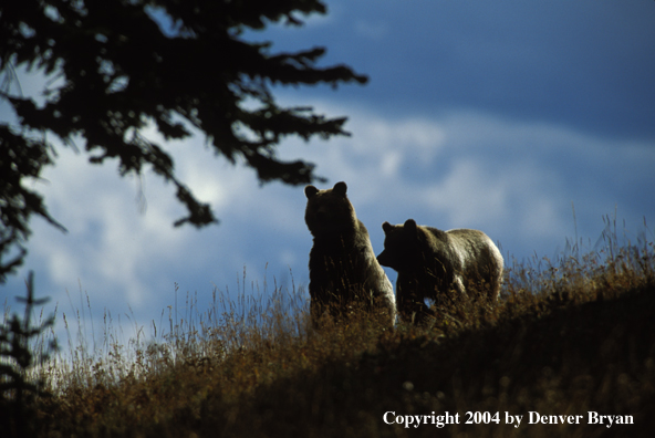 Grizzly Bear on hill top