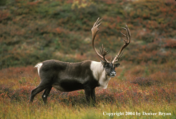 Caribou bull in habitat.