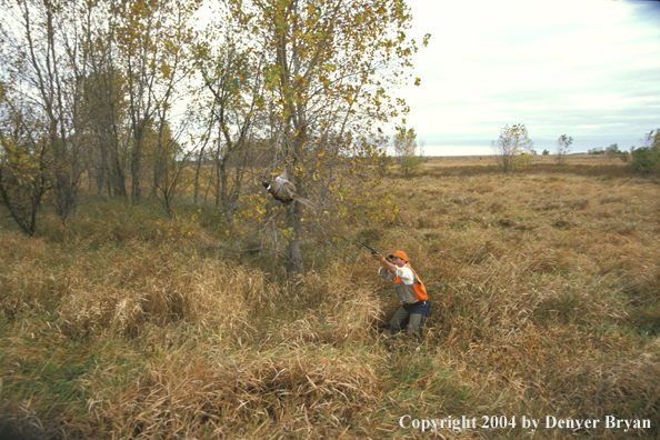 Upland bird hunter shooting pheasant.