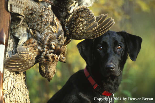 Black Labrador Retriever with ruffed grouse