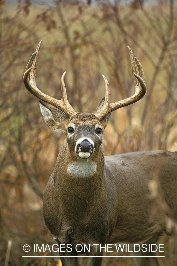 Whitetailed deer in habitat.