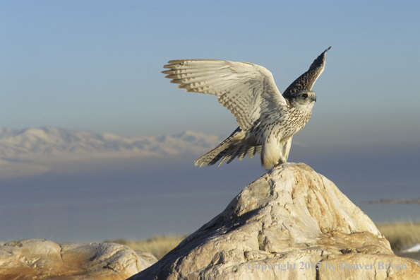 Gyr falcon in artic habitat.