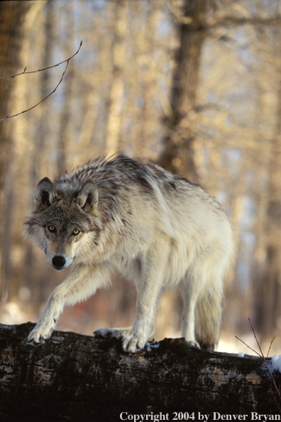 Gray wolf in winter habitat.