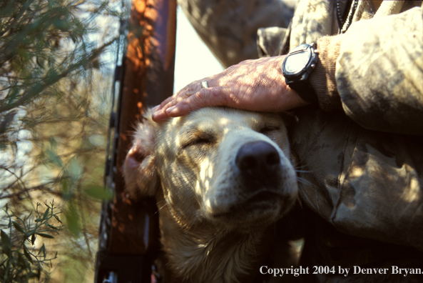 Yellow Labrador Retriever with hunter