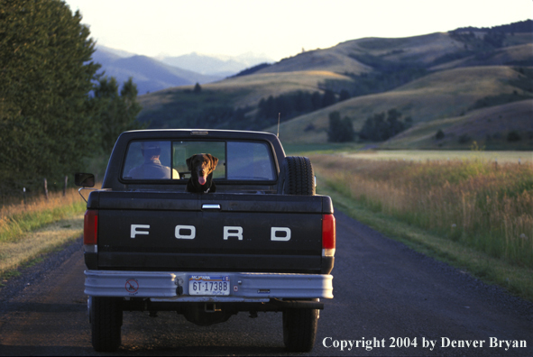 Chocolate Labrador Retriever riding in bed of pickup