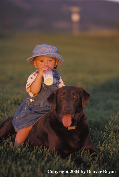 Chocolate Labrador Retriever with child