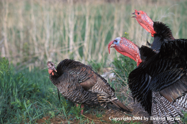 Pair of male Merriam turkeys gobbling at female.