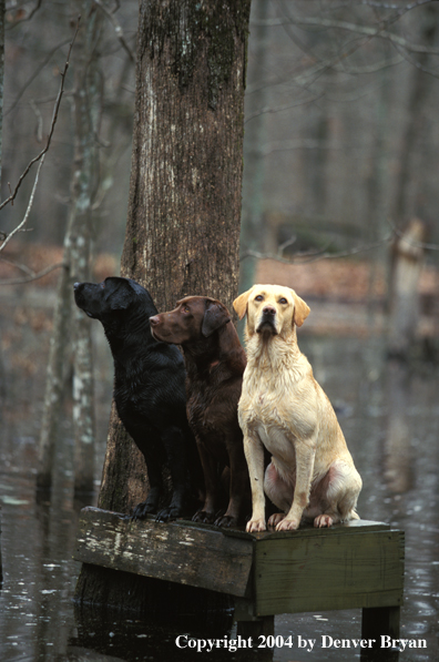 Black, chocolate, and yellow Labrador Retrievers on stand