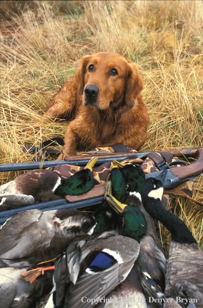 Golden Retriever with bagged waterfowl.  